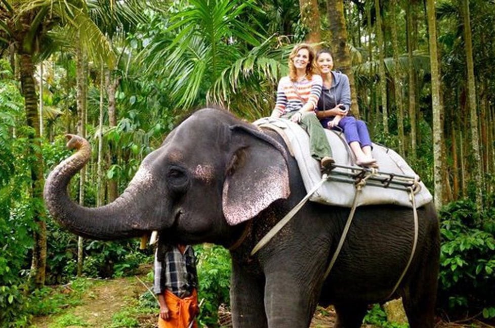 Elephant Safari