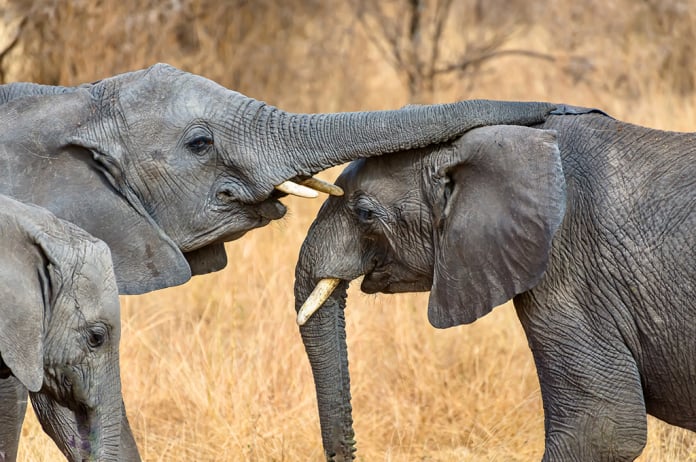 Close Encounter