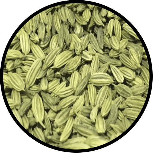 Fennel
