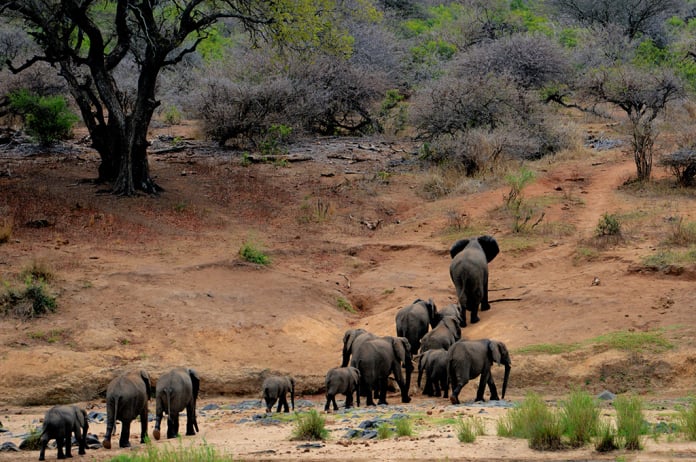 conservation and awareness