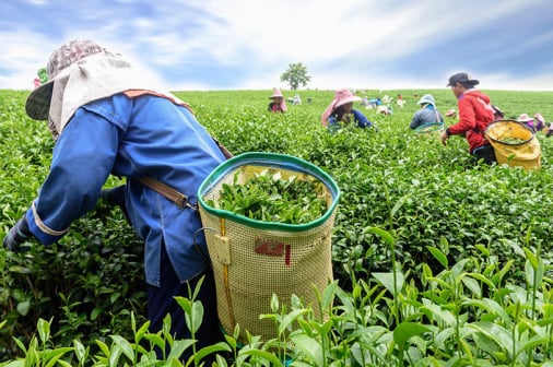 Tea Factory Visit