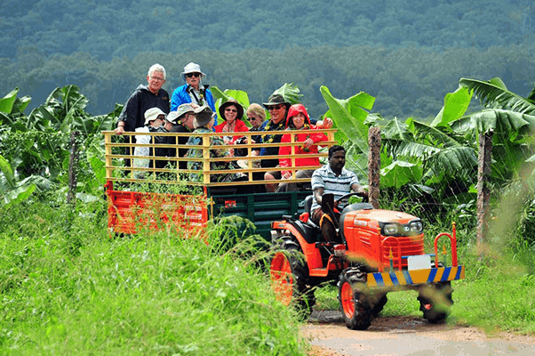 Vegetable Farm